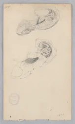 Sapato