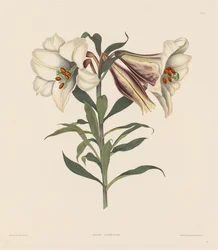 Uma seleção de plantas hexandrianas, pertencentes à ordem natural de Amaryllidae ..., 1831-1832.
