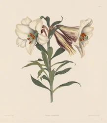 Uma Seleção de Plantas Hexandrianas, pertencentes à ordem natural de Amaryllidae e Liliacae: Lírio Japonês