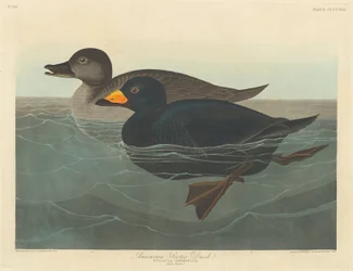 Negrola-americana, 1838.