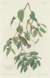 Toutinegra outonal, 1830.