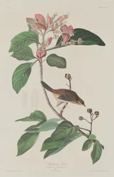 Bachmans Finch, 1833.