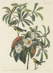 A toutinegra de Bachman, 1834.