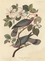 Pombo-de-cauda-barrada, 1837.