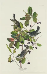 Toutinegra-preta, 1832.