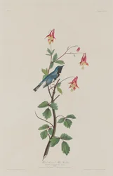 Toutinegra-de-garganta-preta, 1832.