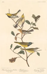 Toutinegra-de-garganta-preta, toutinegra-preta e toutinegra de luto, 1837.