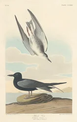 Andorinha-do-mar-preta, 1835