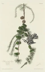 Trepadeira preto e branco, 1830.