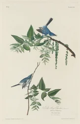 Papa-moscas azul-cinza, 1830.