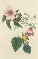Toutinegra amarela de asas azuis, 1827.