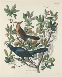 Zanate-de-cauda-comprida, 1834.