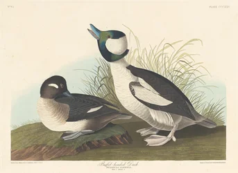 Pato com cabeça de búfalo, 1836.