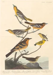 Oriole de Bullock, Baltimore Oriole, pintassilgo mexicano e tordo variado, 1838.