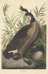 Ganso do Canadá, 1834.