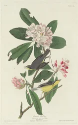 Canadá Warbler, 1831.