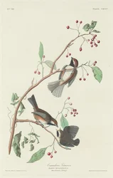 Titmouse canadense, 1834.