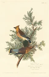 Pássaro de Cedro, 1828.