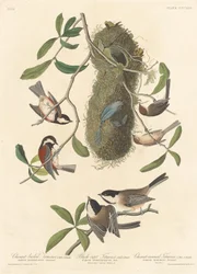 Titmouse de dorso castanho, chapim-de-cabeça-preta e chapim-de-coroa-castanha, 1837.