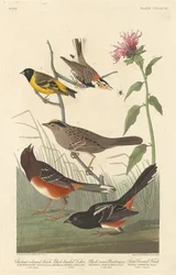 Finch castanho, Siskin-de-cabeça-preta, Black Crown Bunting e Arctic Ground Finch, 1837.