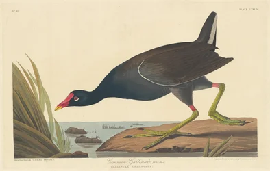 Gallinule comum, 1835.