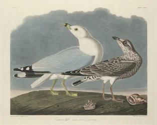 Gaivota comum, 1834.