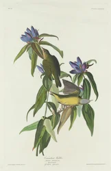 Toutinegra de Connecticut, 1832.