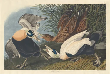 Pato Eider, 1835.