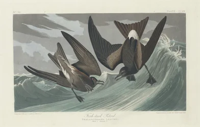 Painho-de-cauda-bifurcada, 1835.
