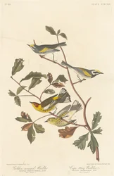 Toutinegra-de-asa-dourada e toutinegra de Cape May, 1838.