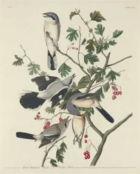Grande Picanço Americano ou Pássaro Carniceiro, 1834.