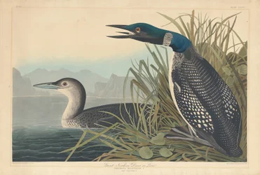 Great Northern Diver ou Loon, 1836.