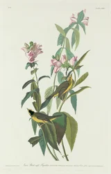 Papa-moscas-verde-de-cabeça-preta, 1831