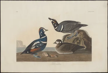 Pato Arlequim