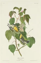 Toutinegra de cicuta, 1832.