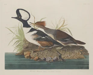 Merganser com capuz, 1834.