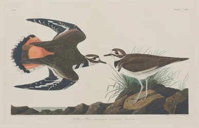Tarambola Kildeer, 1834.