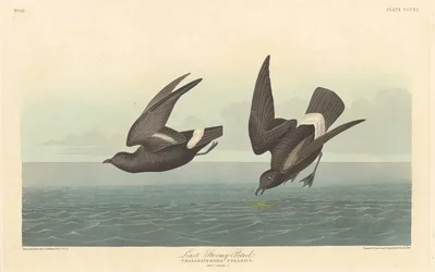 Petrel Menos Tempestuoso, 1836.
