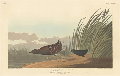 Least Water-hen, 1836.