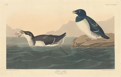 Pequeno Auk, 1836.