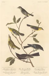 Pequeno Tyrant Flycatcher, Flycatcher de cabeça pequena, Blue Mountain Warbler..., 1838.