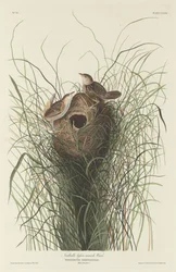 Carriça de pântano menor de Nuttall, 1833.