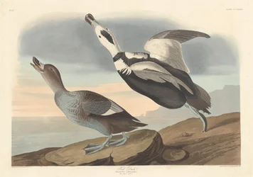 Pato malhado, 1836.