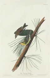 Toutinegra rastejante de pinheiro, 1832.