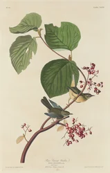 Toutinegra do pântano de pinheiros, 1832.