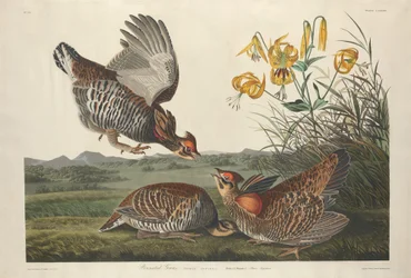 Pintado Grous, 1834.