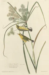 Toutinegra da Pradaria, 1827.