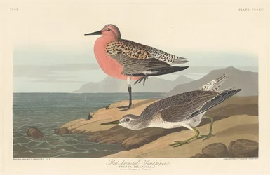 Maçarico-de-peito-vermelho, 1836.