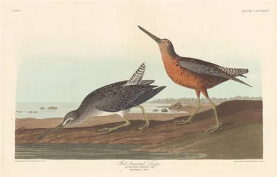 Narceja de peito vermelho, 1836.