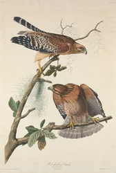 Falcão de ombros vermelhos, 1829.